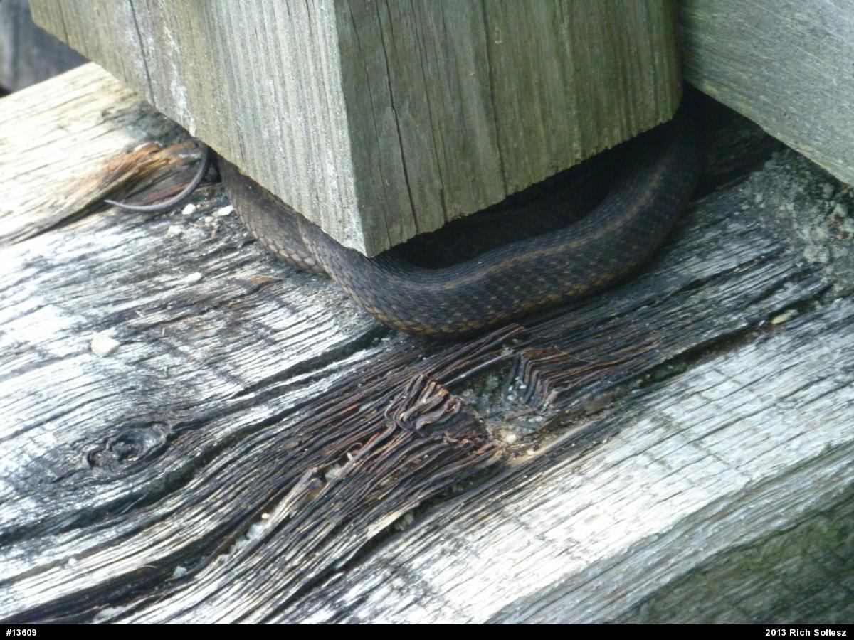 Eastern Gartersnake