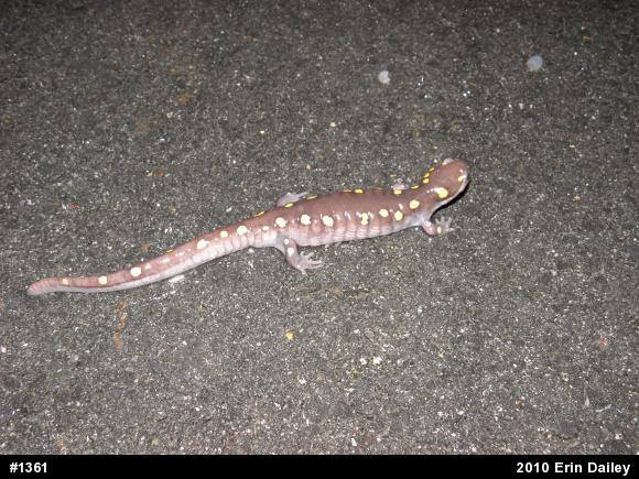 Spotted Salamander