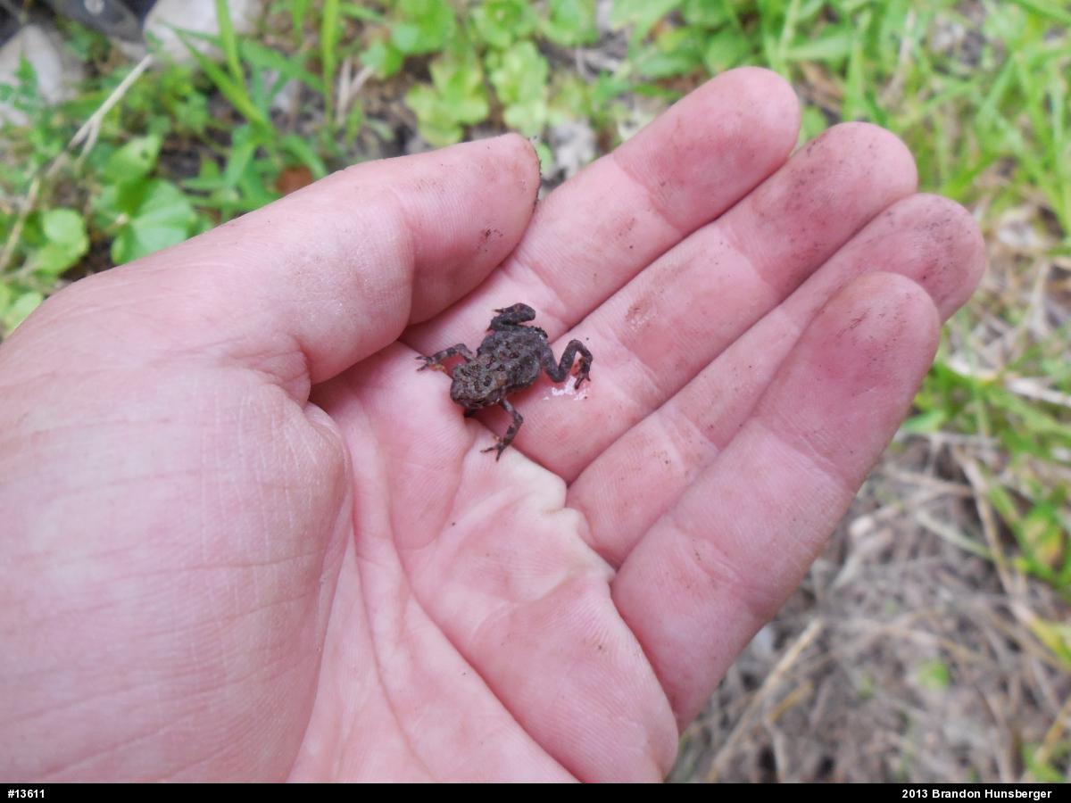 True Toads