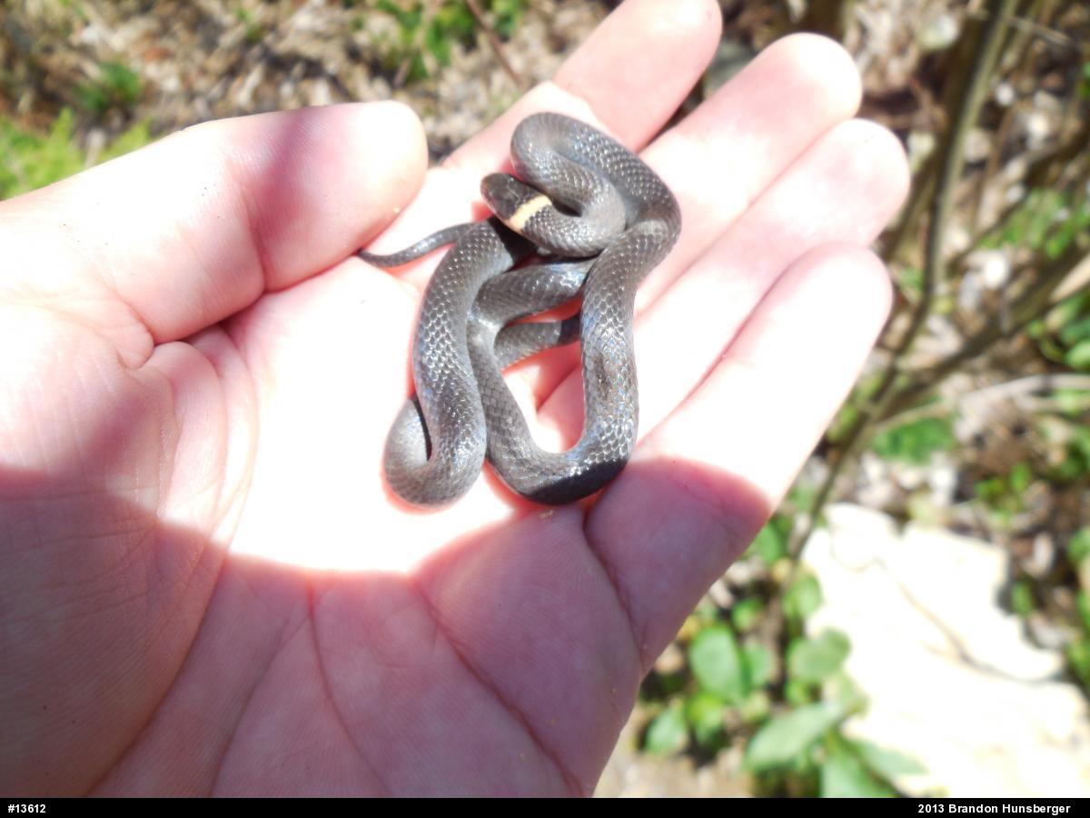 Northern Ring-necked Snake