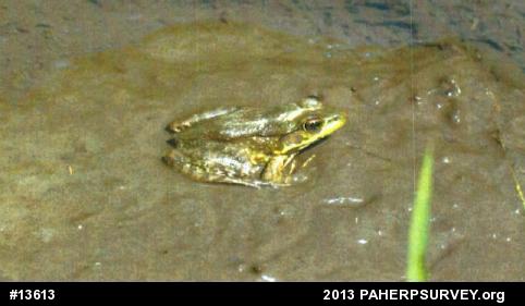 Green Frog