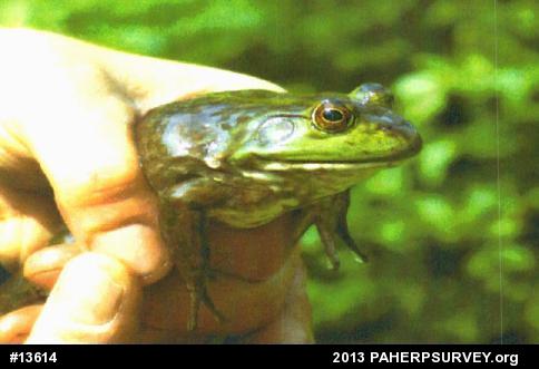 American Bullfrog