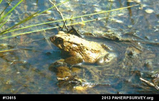Eastern American Toad