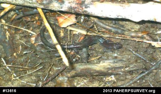 Eastern Red-backed  Salamander