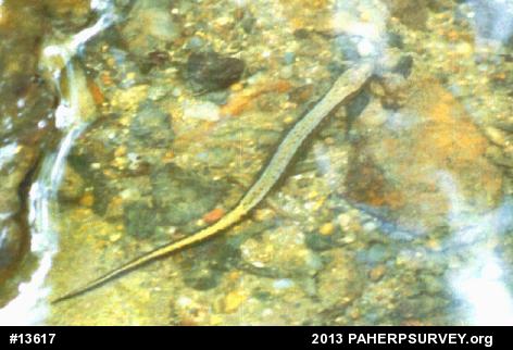 Northern Two-lined Salamander