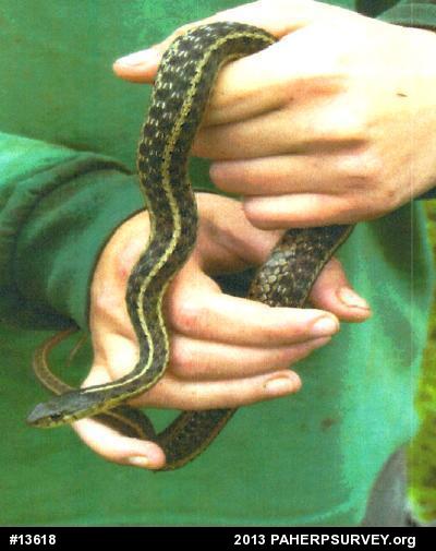 Eastern Gartersnake