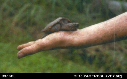 Snapping Turtle