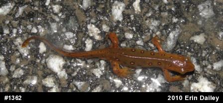 Red-spotted Newt