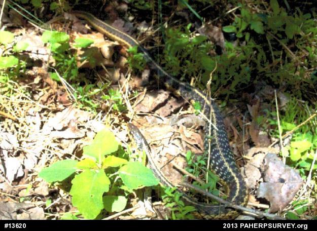 Eastern Gartersnake