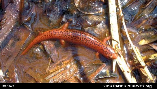 Northern Red Salamander