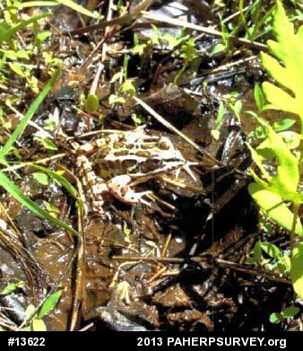 Pickerel Frog