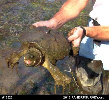 Snapping Turtle