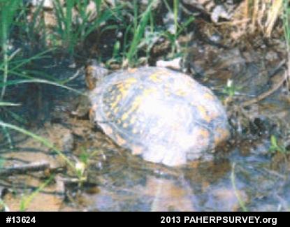 Eastern Box Turtle