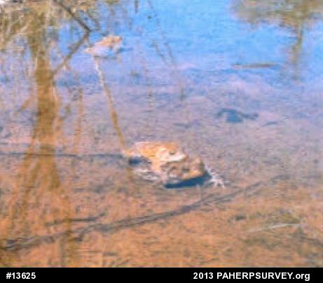 True Toads