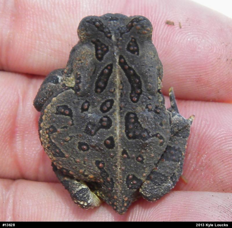 Fowler's Toad