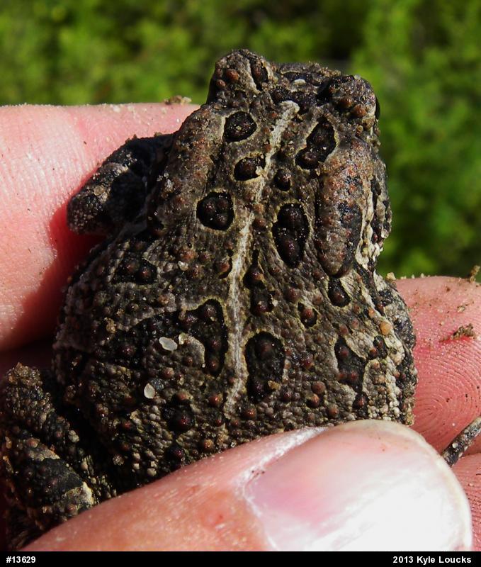 Fowler's Toad