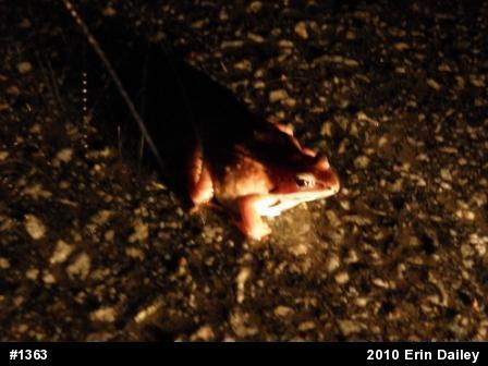 Wood Frog