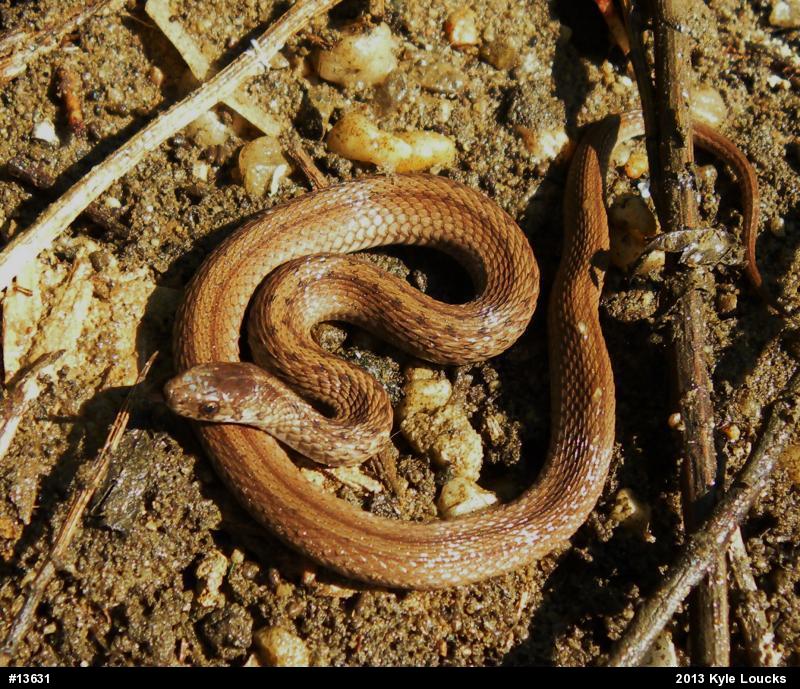 Dekay's Brownsnake