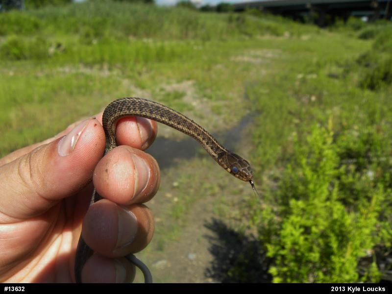 Eastern Gartersnake