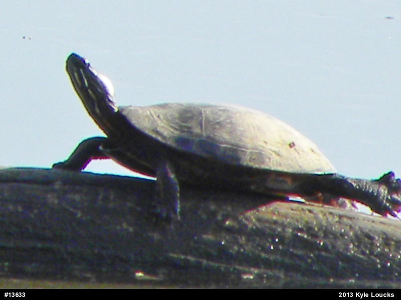 Eastern Painted Turtle