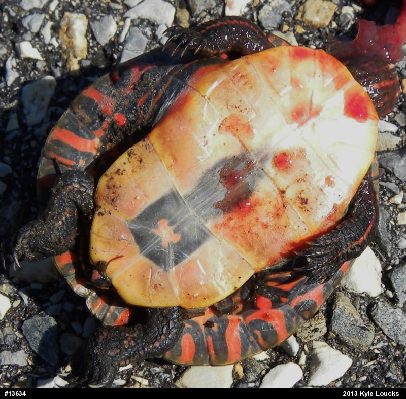 Eastern Painted Turtle