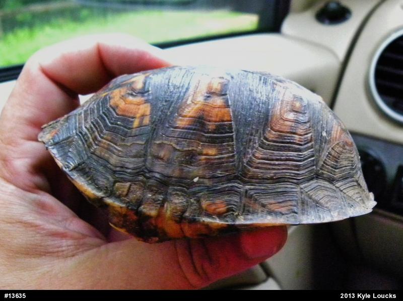 Eastern Box Turtle