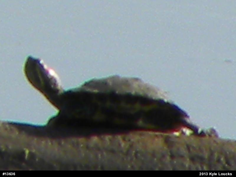 Red-eared Slider