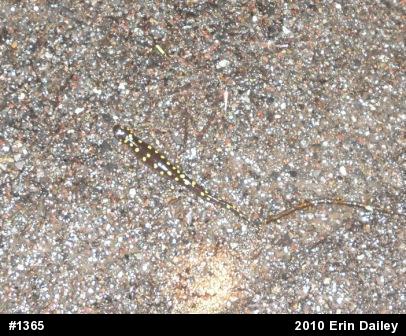 Spotted Salamander