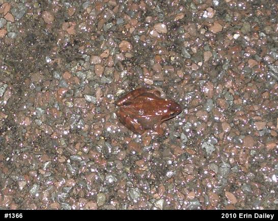 Wood Frog