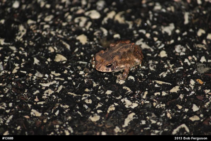 True Toads