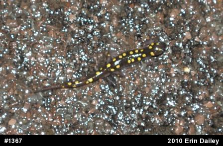 Spotted Salamander
