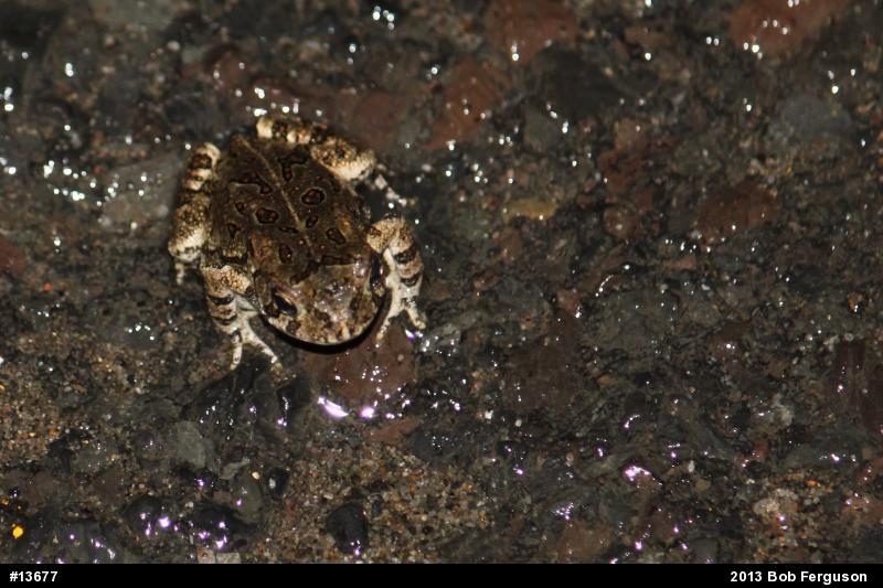 Fowler's Toad