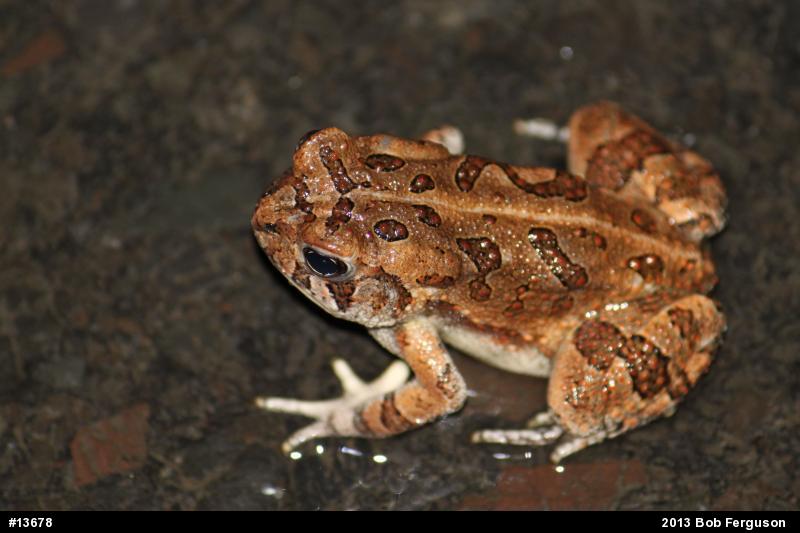 Fowler's Toad