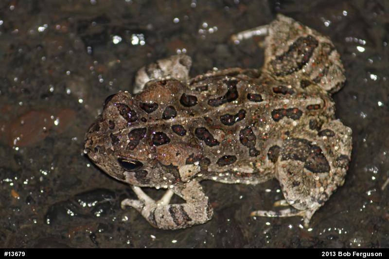 Fowler's Toad