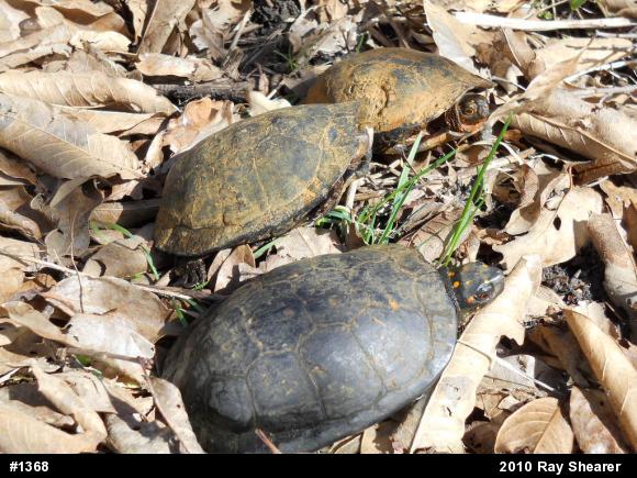 Spotted Turtle