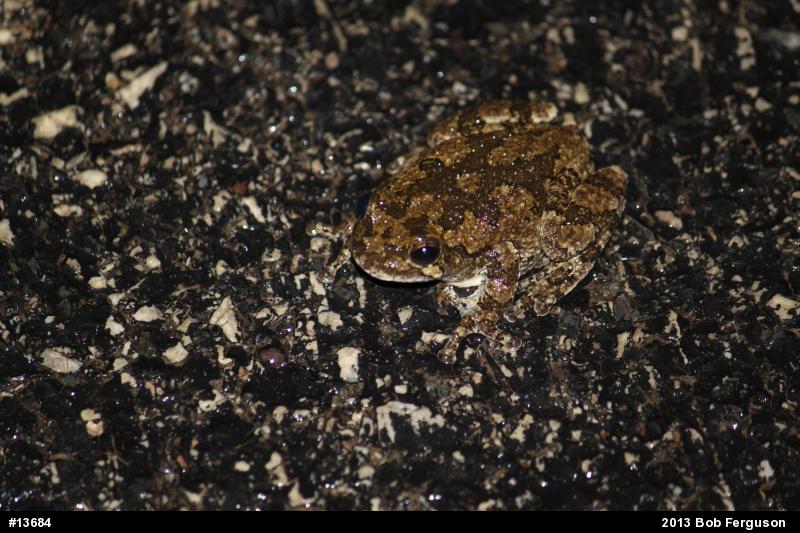 Gray Treefrog