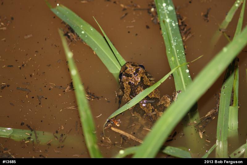 Gray Treefrog