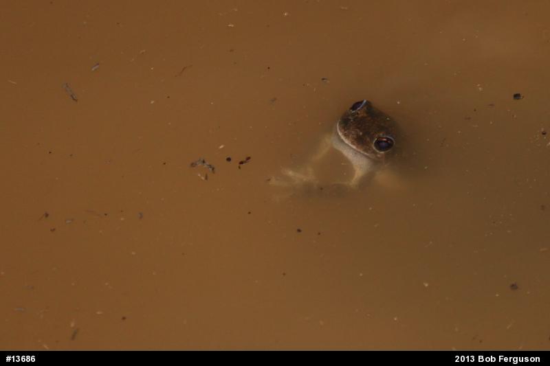 Gray Treefrog