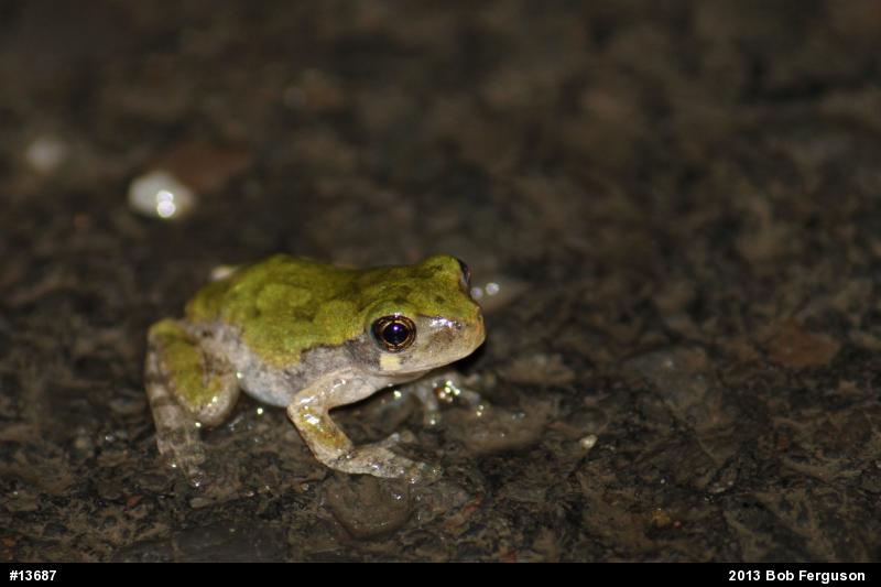 Gray Treefrog