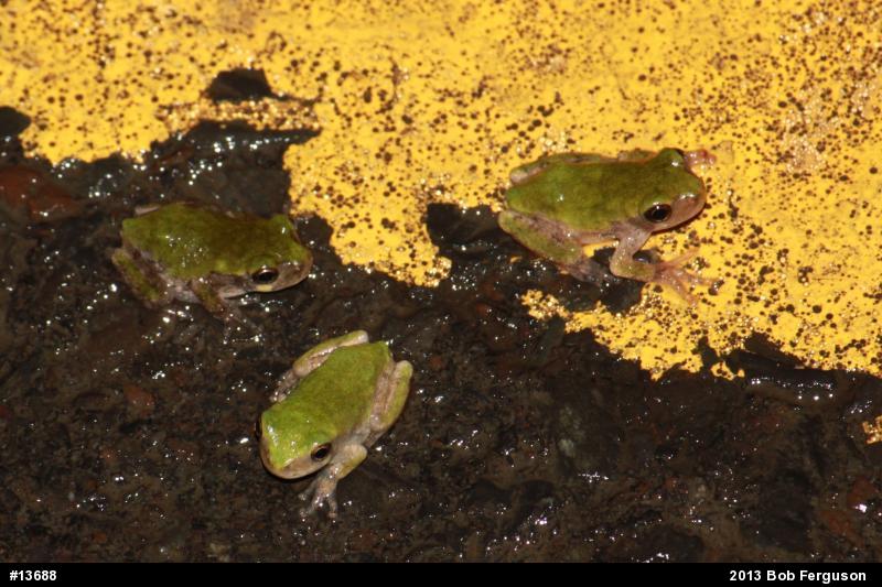 Gray Treefrog