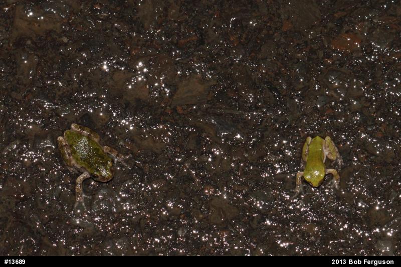 Gray Treefrog