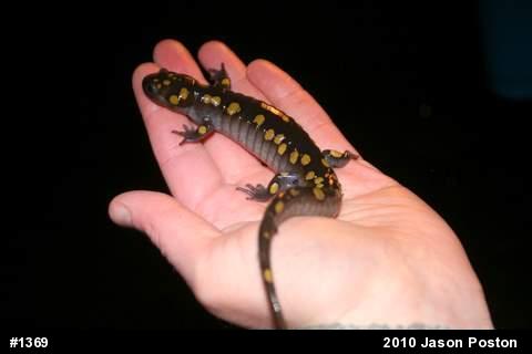 Spotted Salamander
