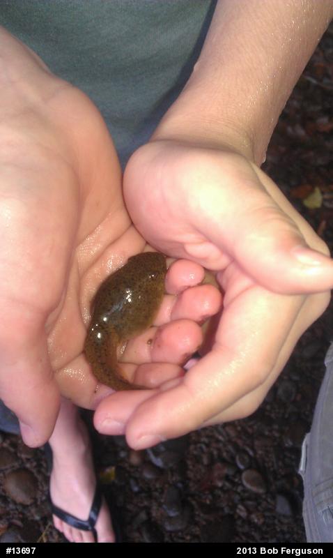 American Bullfrog