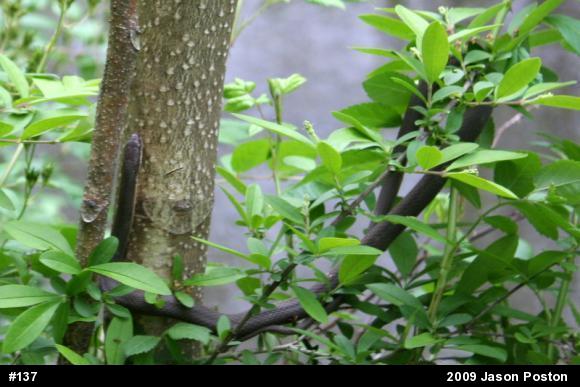 Queensnake