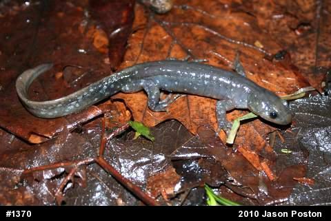 Jefferson Salamander
