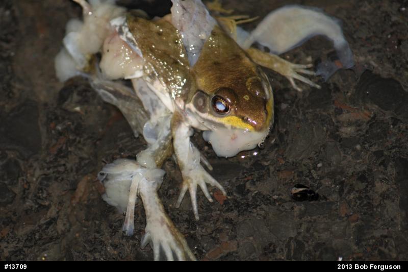 Green Frog