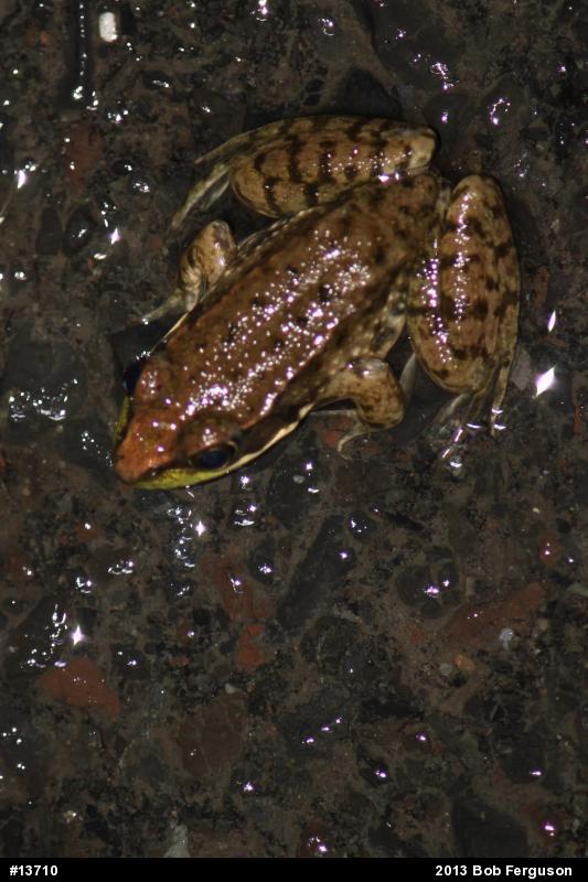 Green Frog