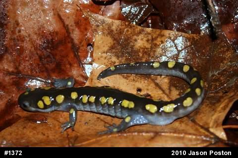 Spotted Salamander