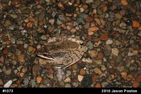 Wood Frog