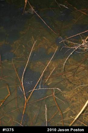 Wood Frog